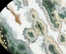 Orbicular Ocean Jasper Slab with Druze - Madagascar #61239-1